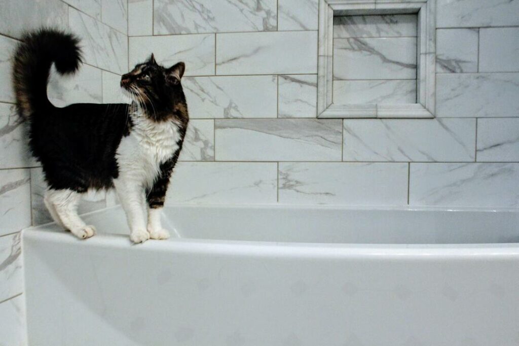 Katze Badezimmer Fliesen
